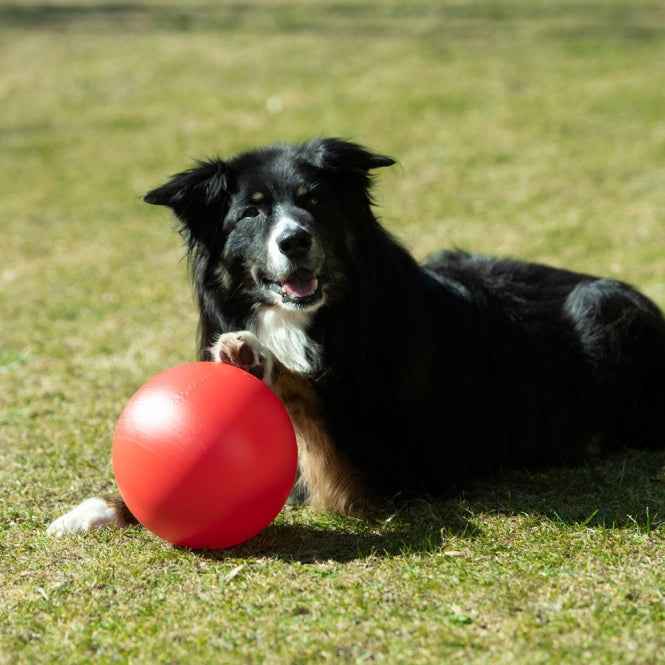 PROCYON Treibball Größe S - extra stabil